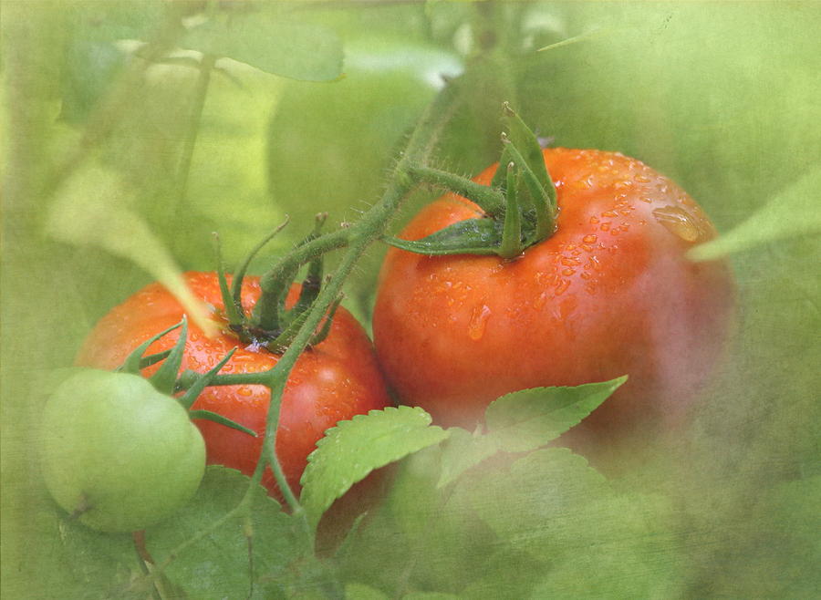 Tomato Photograph - Vine Ripened Tomatoes by Angie Vogel