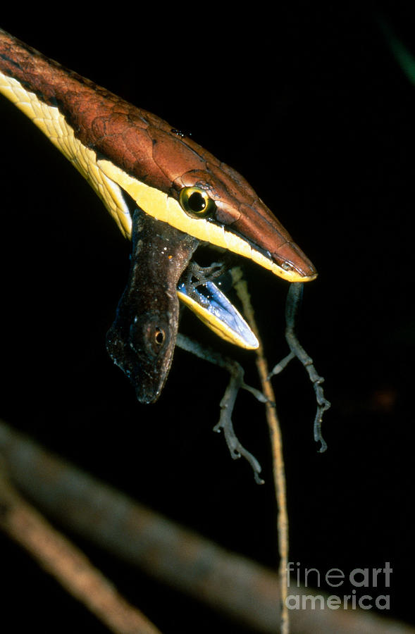 Vine Snake Eating Anole Photograph by Gregory G. Dimijian, M.D.