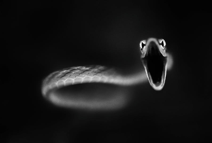 Wildlife Photograph - Vine Snake Strike by Thomas Haney