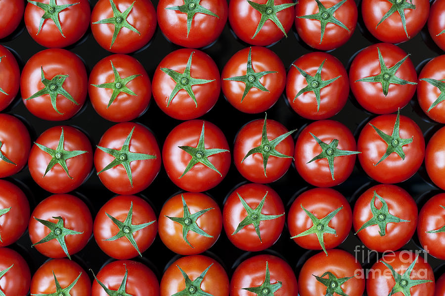 Tomato Photograph - Vine Tomato Pattern by Tim Gainey