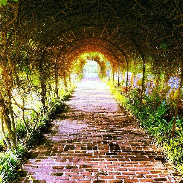 Brick Photograph - Vine Tunnel by Nathan Jordan