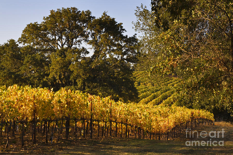 Vines and Oaks Alexander Valley Photograph by Craig Lovell
