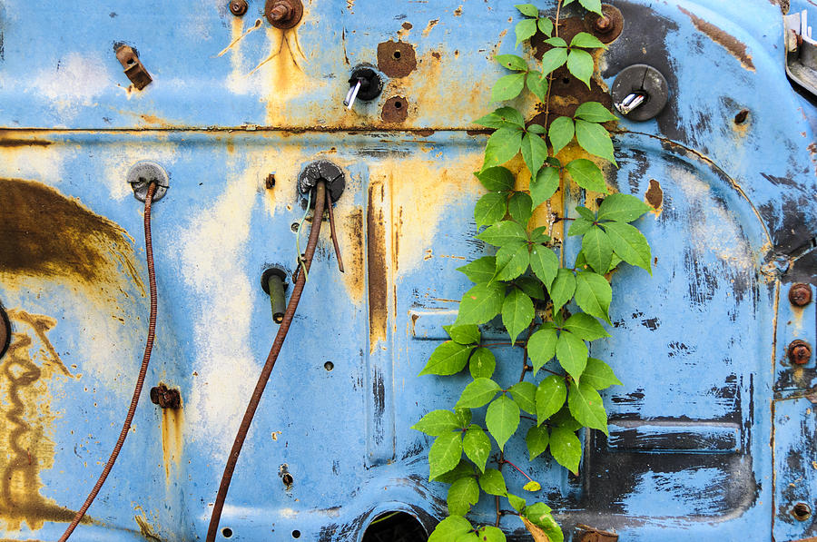Vines and Rust Photograph by Betty Eich