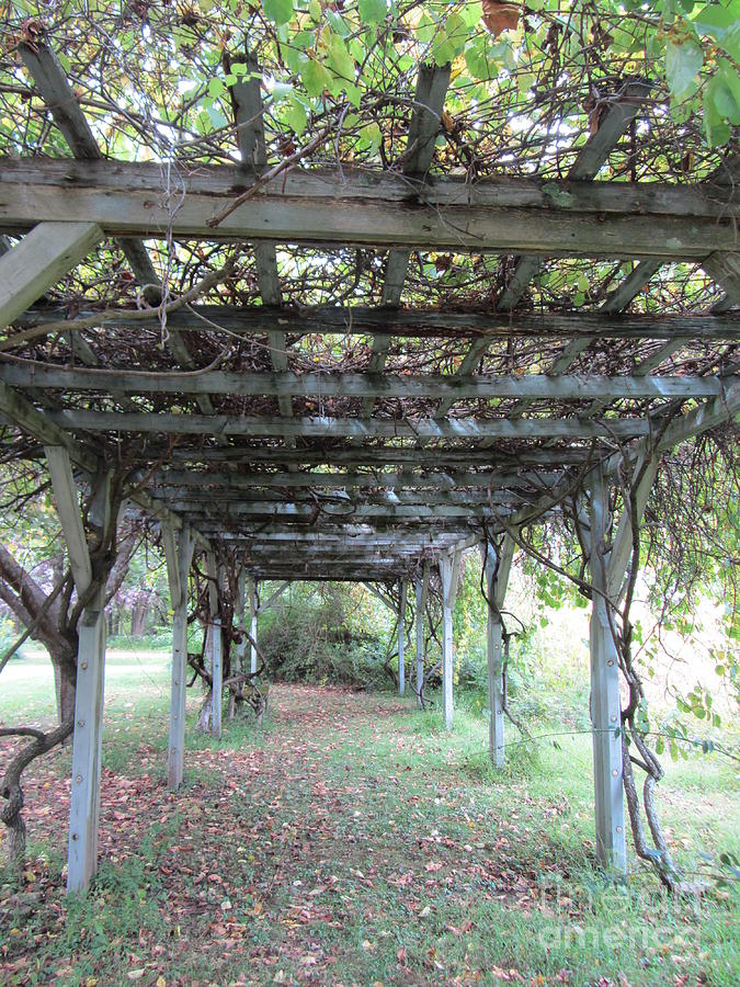 Vines In Loops Crawling To The Sun Photograph by Susan Carella