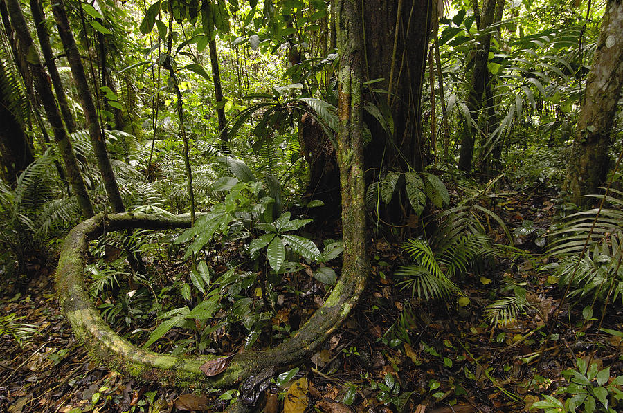 Vines In Tropical Rainforest Amazonian Photograph by Pete Oxford