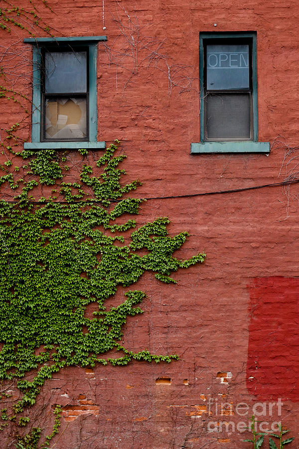 Vines on a Wall Uptown Pitttsburgh Photograph by Amy Cicconi