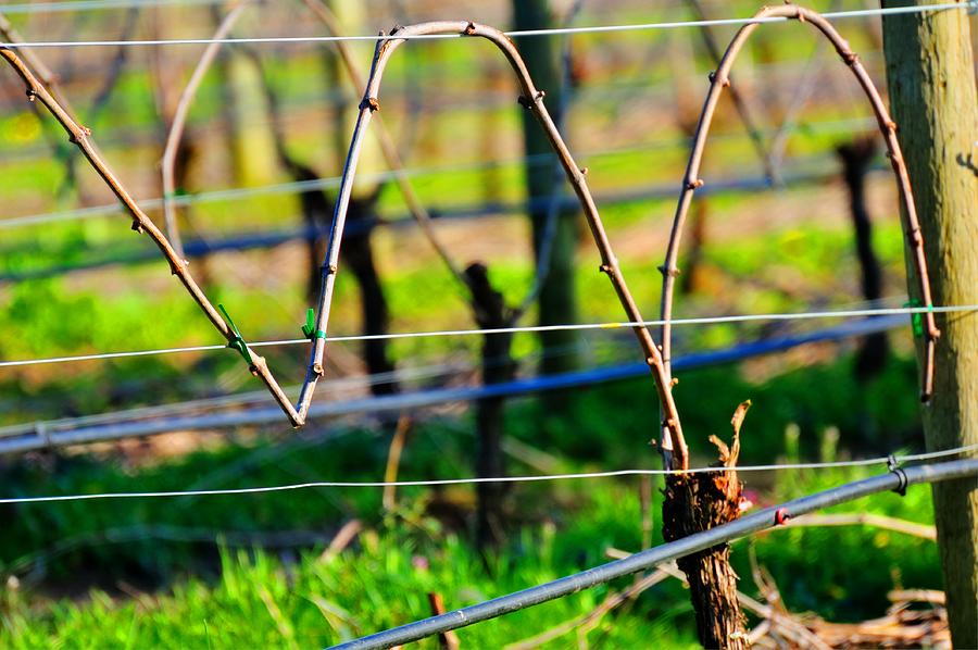 Vines On Wire 22637 Photograph