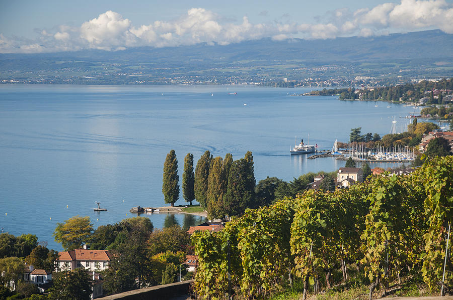 Vines over Lake Geneva Photograph by Rob Hemphill