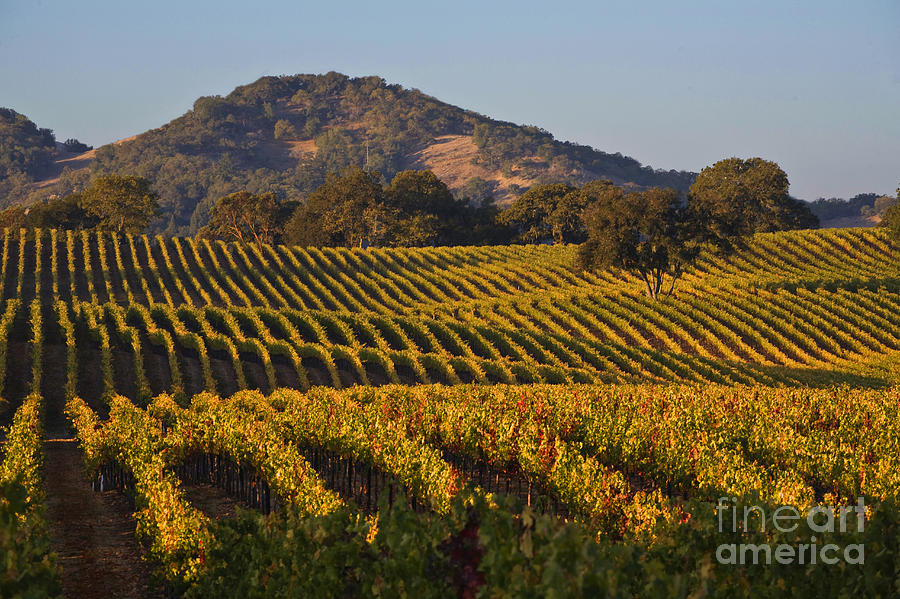 Vines Rolling in Alexander Valley Photograph by Craig Lovell
