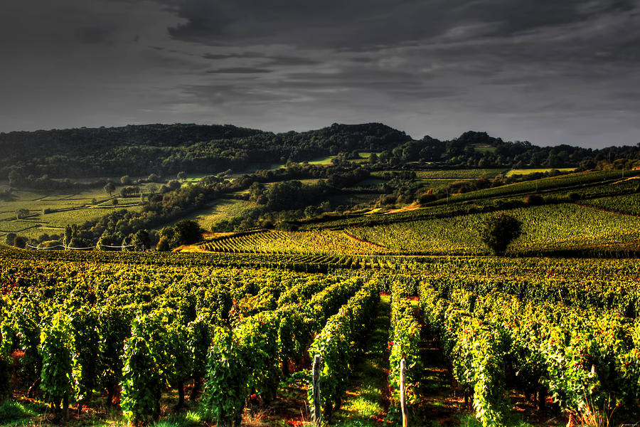 Vines In France Photograph