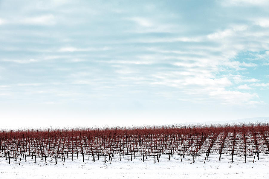 Vineyard & Winter Snow With Cloudy Sky Photograph by Debibishop