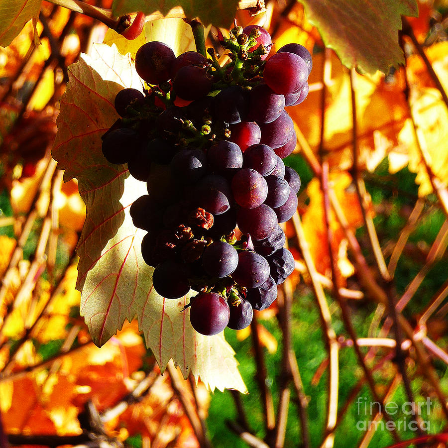 Vineyard 19 Photograph by Xueling Zou