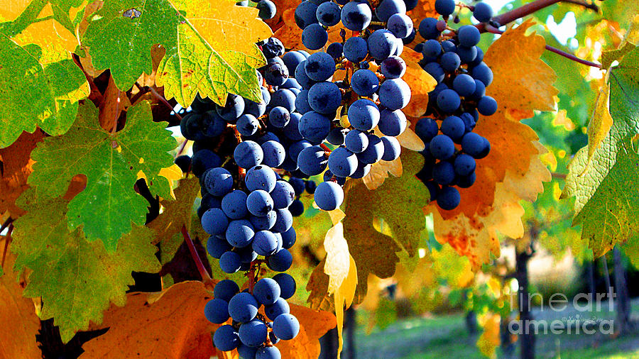 Vineyard 2 Photograph by Xueling Zou