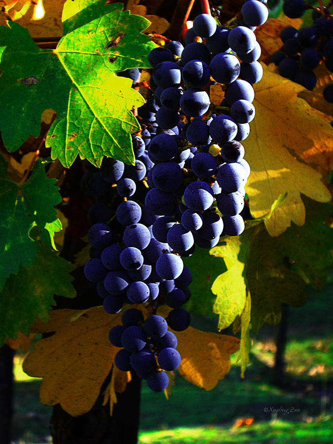 Grape Photograph - Vineyard 28 by Xueling Zou