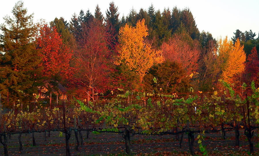 Vineyard And Autumn Trees Photograph by Jeff Lowe
