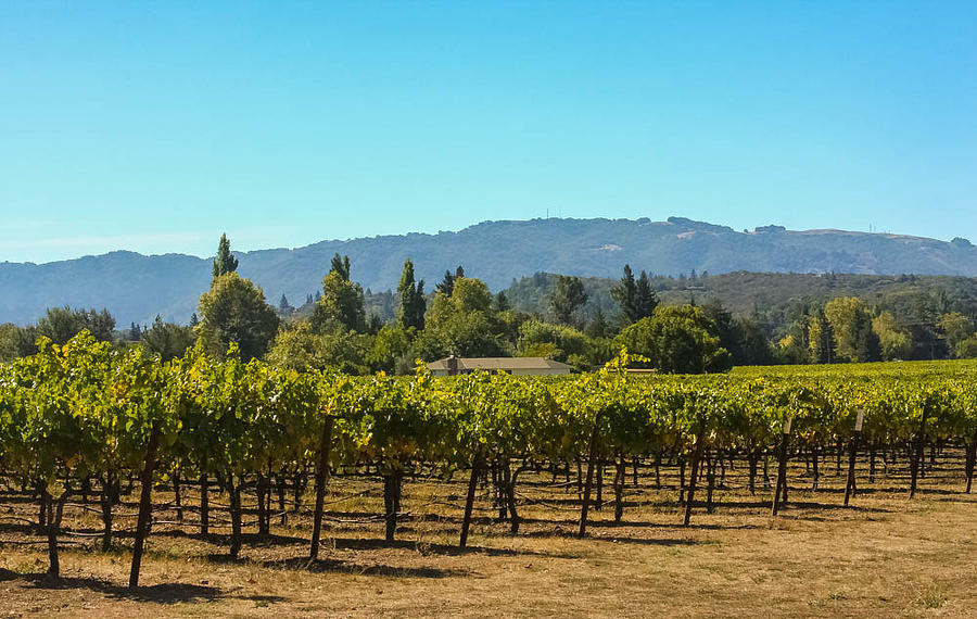 Vineyard and mountains Photograph by Kathleen McGinley