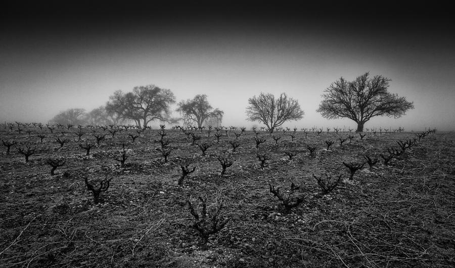 Vineyard and Oak Trees Photograph by Roger Mullenhour