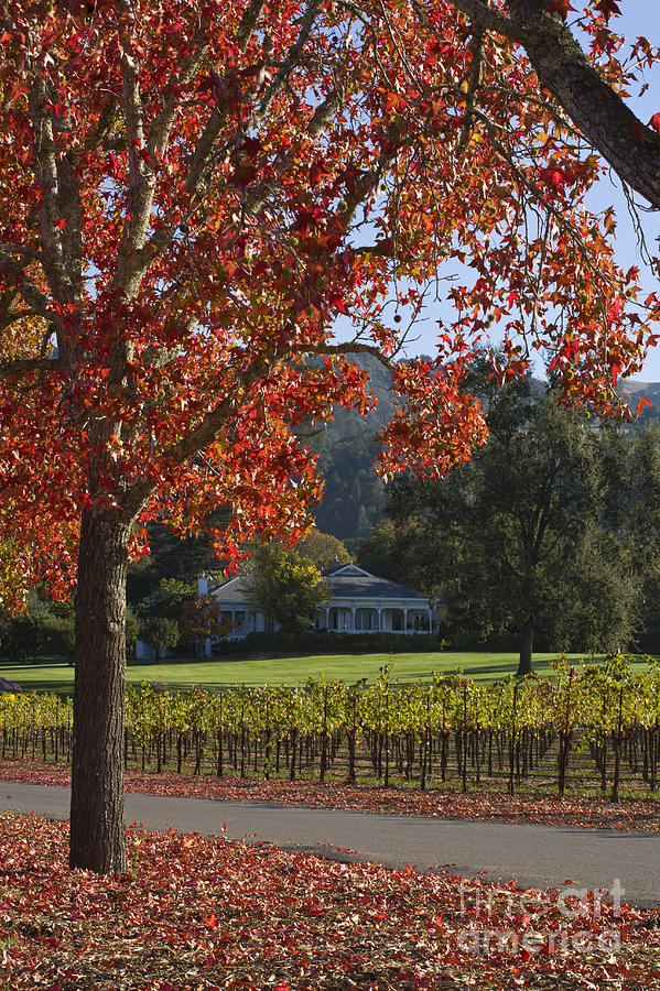 Vineyard and Red Trees Napa Photograph by Craig Lovell