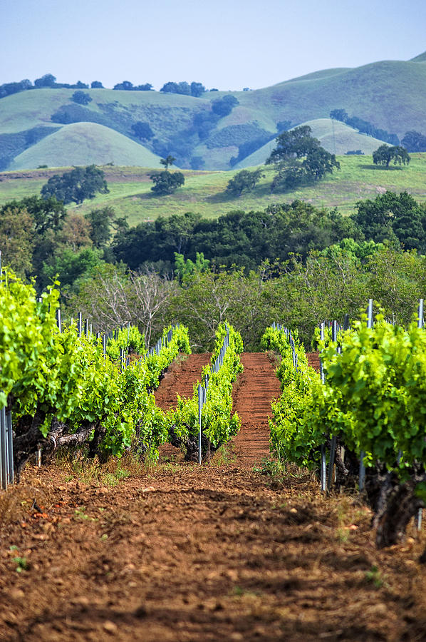 Vineyard and Rolling Hills Photograph by L J Oakes