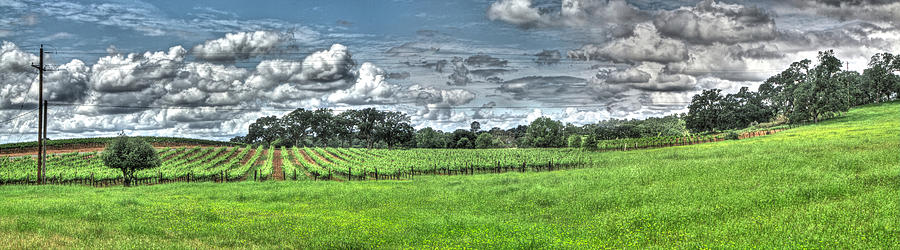 Vineyard and Rolling Hill Pano Photograph by SC Heffner