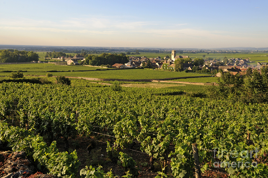 Wine Photograph - Vineyard and village of Pommard. Cote dOr. Route des grands crus. Burgundy.France. Europe by Bernard Jaubert