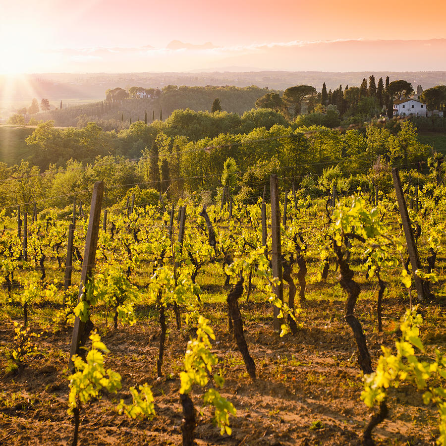 Vineyard At Chianti Region Hills On Photograph by Franckreporter