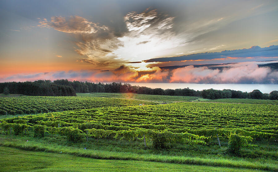 Wine Photograph - Vineyard At Sunrise by Steven Ainsworth