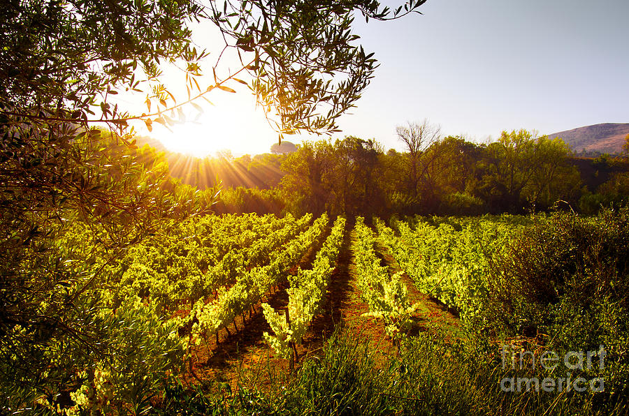 Vineyard at Sunset Photograph by Carlos Caetano