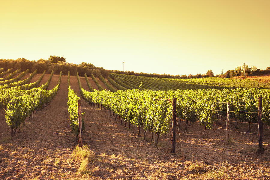 Vineyard At Sunset Photograph by Franckreporter