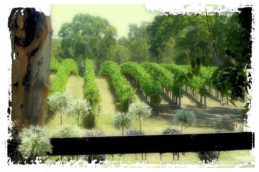 Nature Photograph - Vineyard by Claire Hull