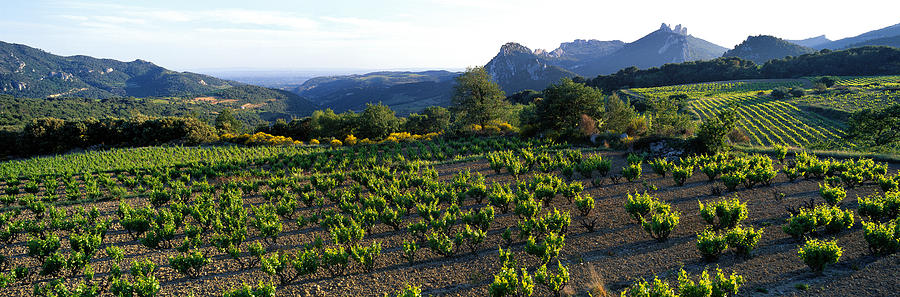 Mountain Photograph - Vineyard Dentelles De Montmirail by Panoramic Images