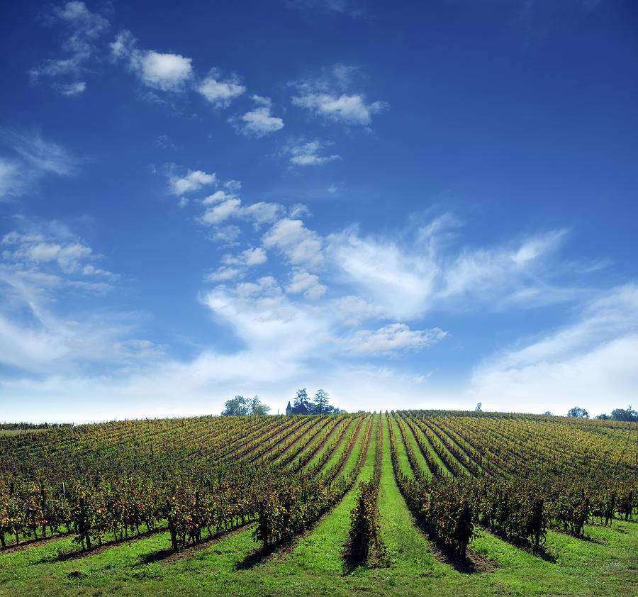 Vineyard Farm With Clouds Background - Photograph by Phototalk