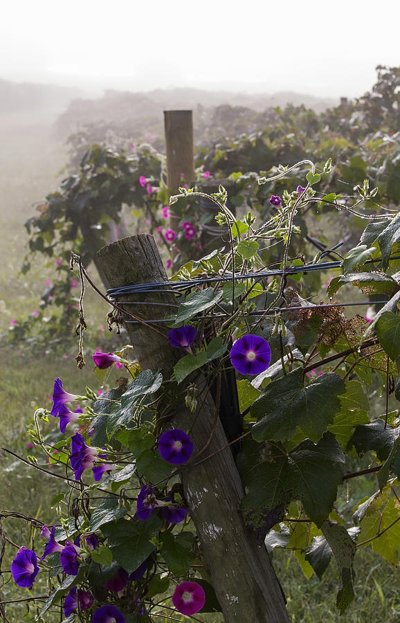 Vineyard Flowers Photograph by Amber Kresge