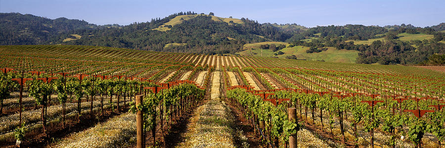 Wine Photograph - Vineyard, Geyserville, California, Usa by Panoramic Images