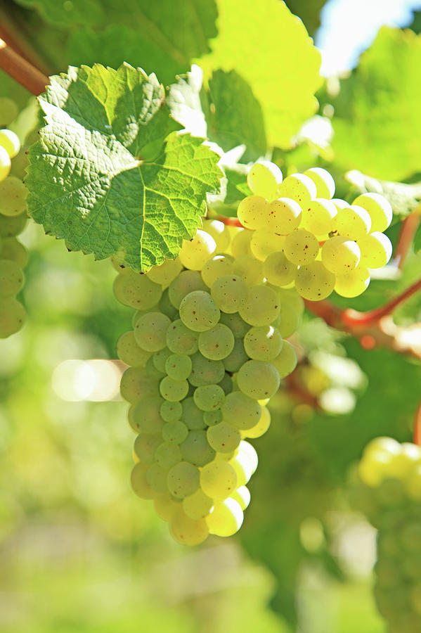 Vineyard, Grapes Photograph by Hiroshi Higuchi