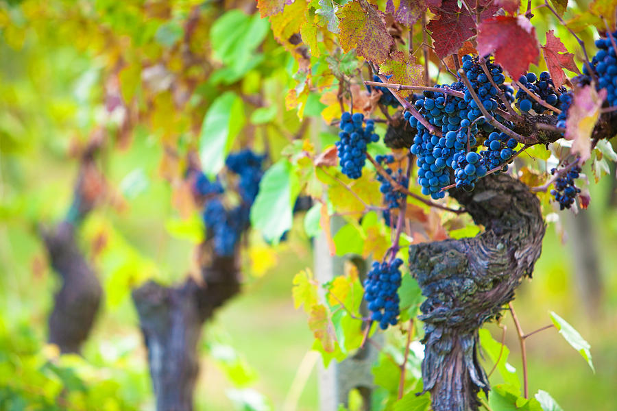 Wine Photograph - Vineyard Grapes Ready for Harvest by Good Focused