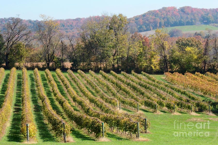 Vineyard In Autumn Photograph