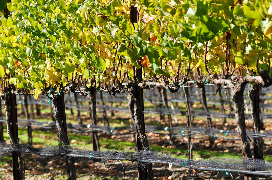 Vineyard in Autumn Fall Photograph by Brandon Bourdages