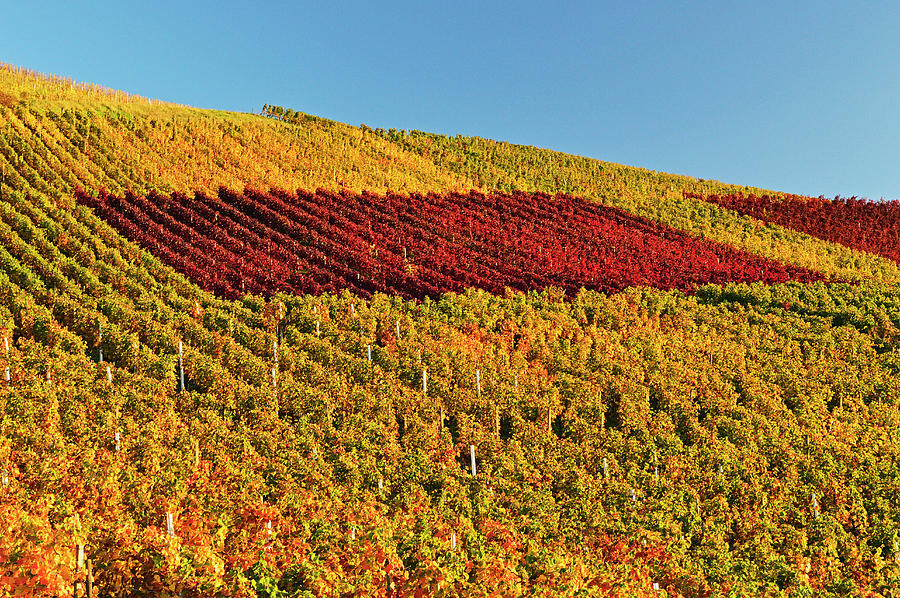 Vineyard In Autumn Photograph by Jochen Schlenker