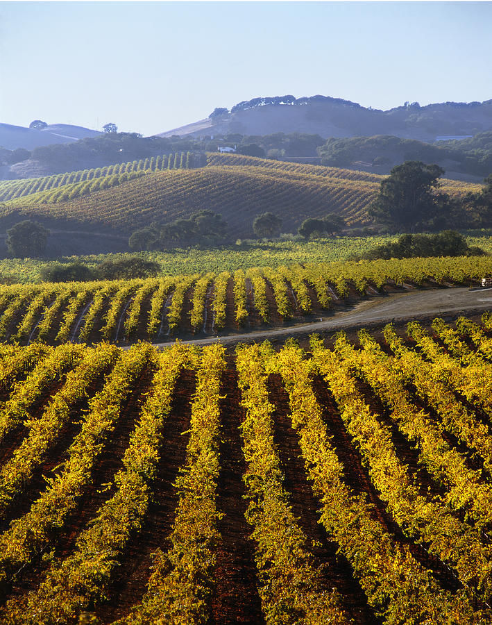 6B6387-Vineyard in Autumn V Photograph by Ed  Cooper Photography