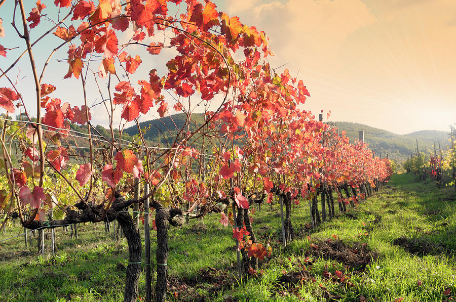 Vineyard In Fall Photograph by Lisa-blue
