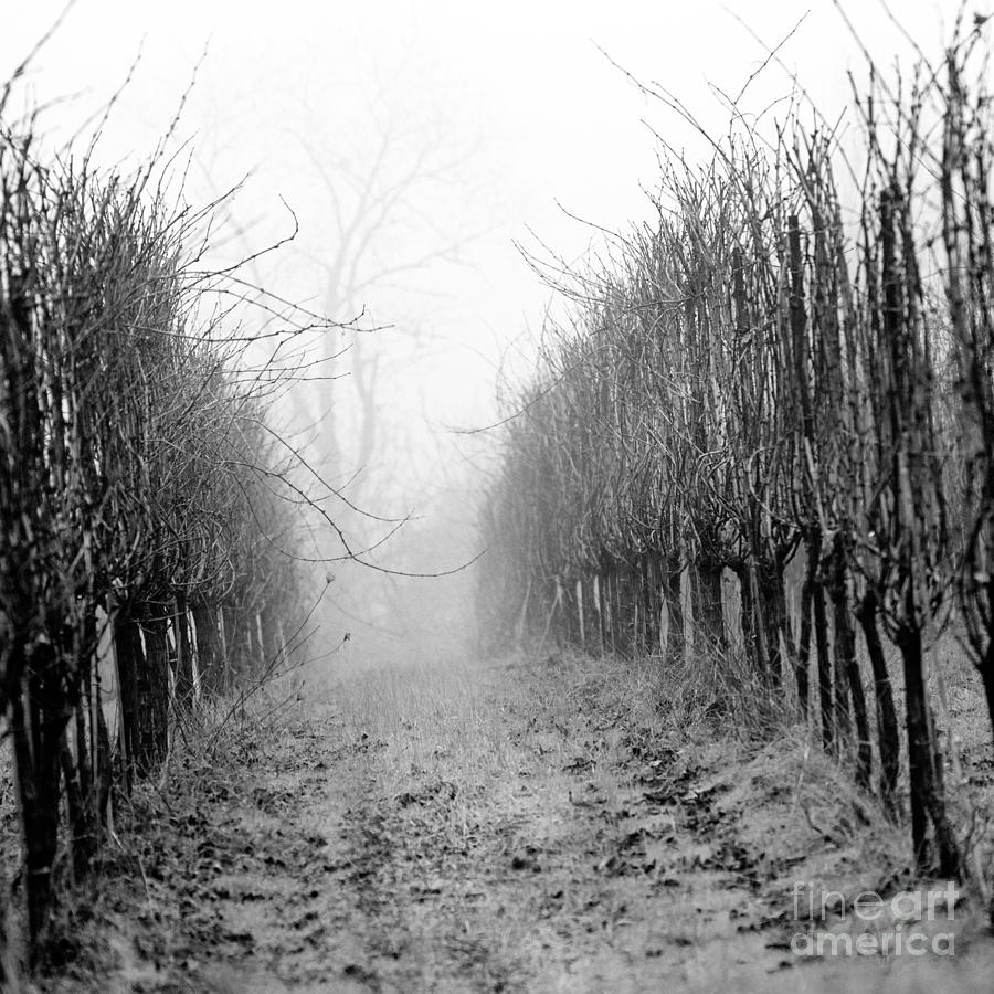 Winter Photograph - Vineyard in Fog 1 by Rebecca Cozart