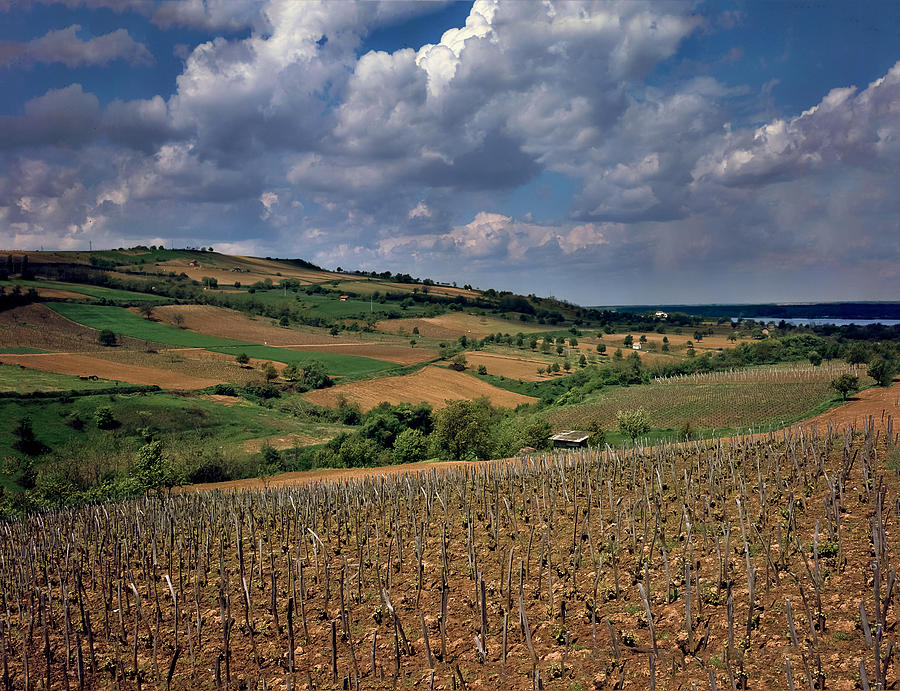 Wine Photograph - Vineyard in Frushka Gora. Serbia by Juan Carlos Ferro Duque