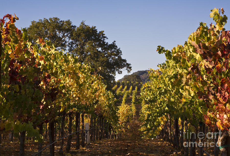 Vineyard in Healdsburg California Photograph by Craig Lovell