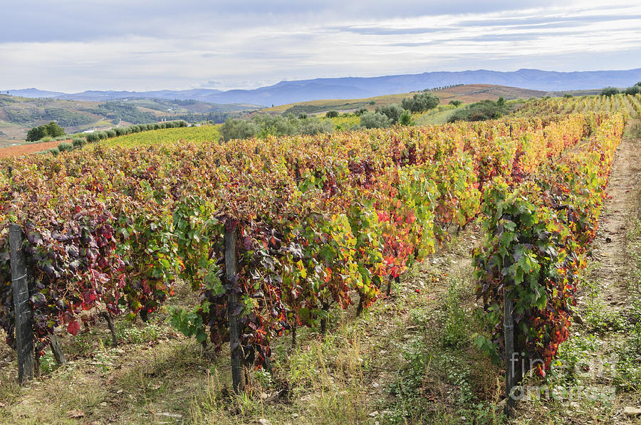 Vineyard in its autumn colors Photograph by Oscar Gutierrez