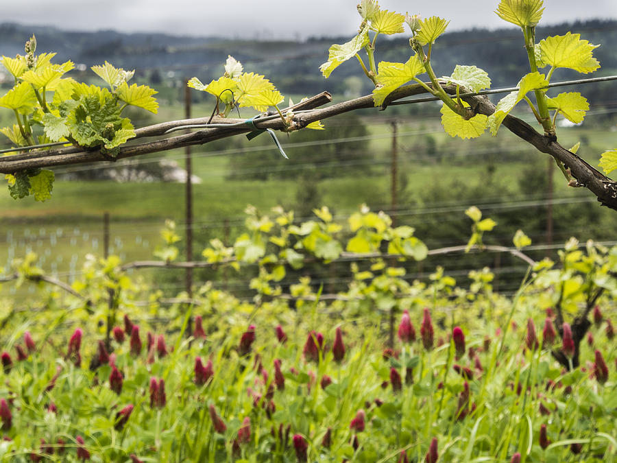Vineyard in Spring Photograph by Jean Noren