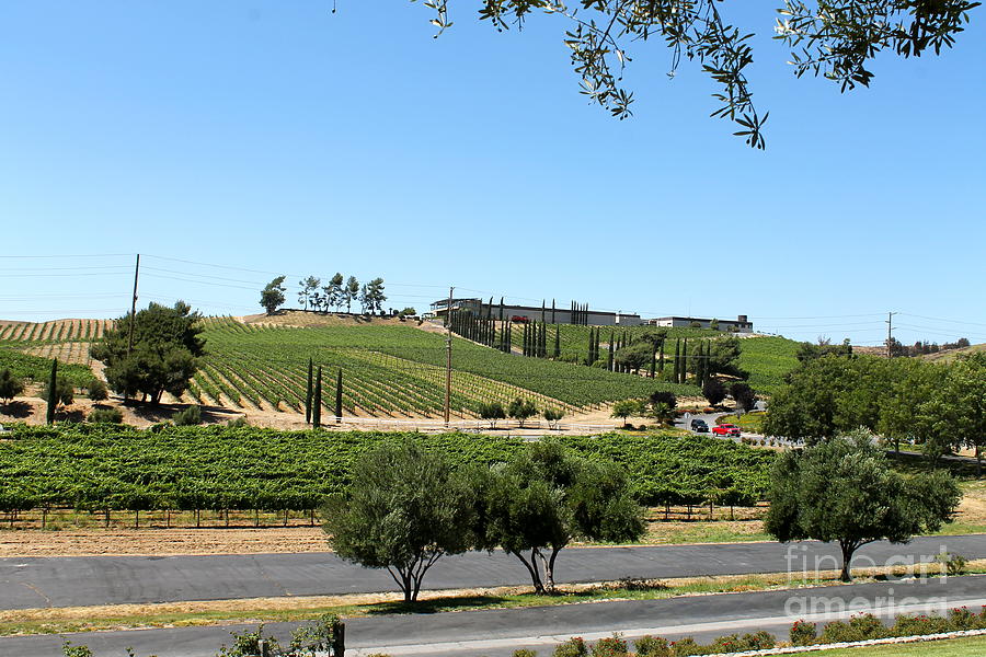 Vineyard In Temecula Photograph