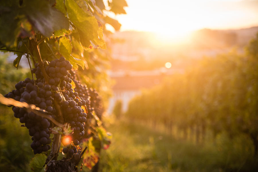 Vineyard in the sun. Photograph by Picture taken by Sebastian Rose