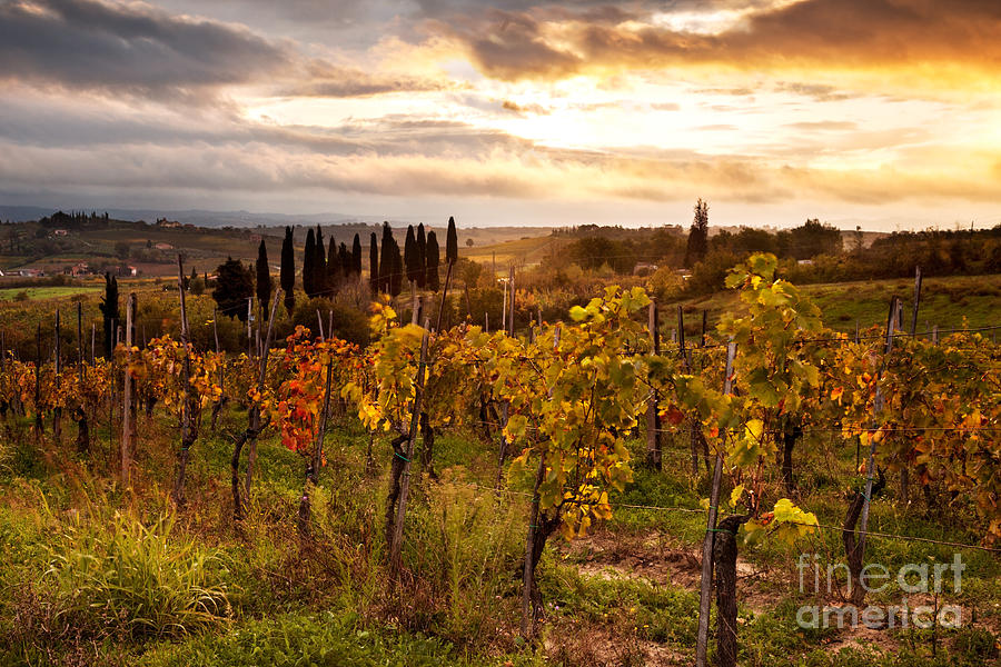 Vineyard in Tuscany Photograph by Matteo Colombo