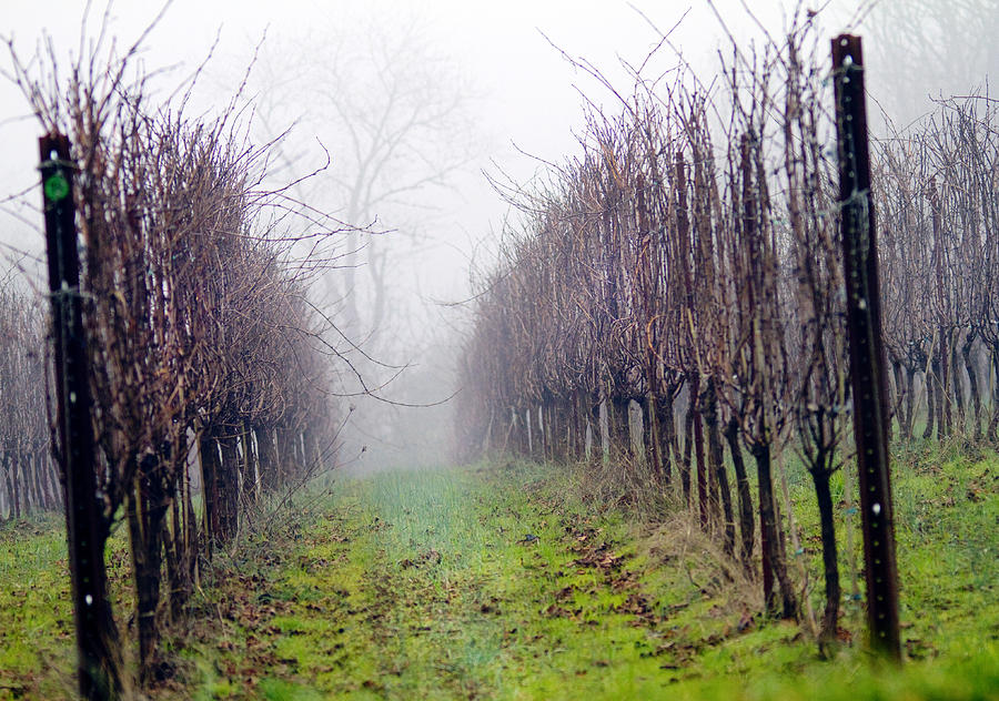 Grape Photograph - Vineyard in Winter by Rebecca Cozart